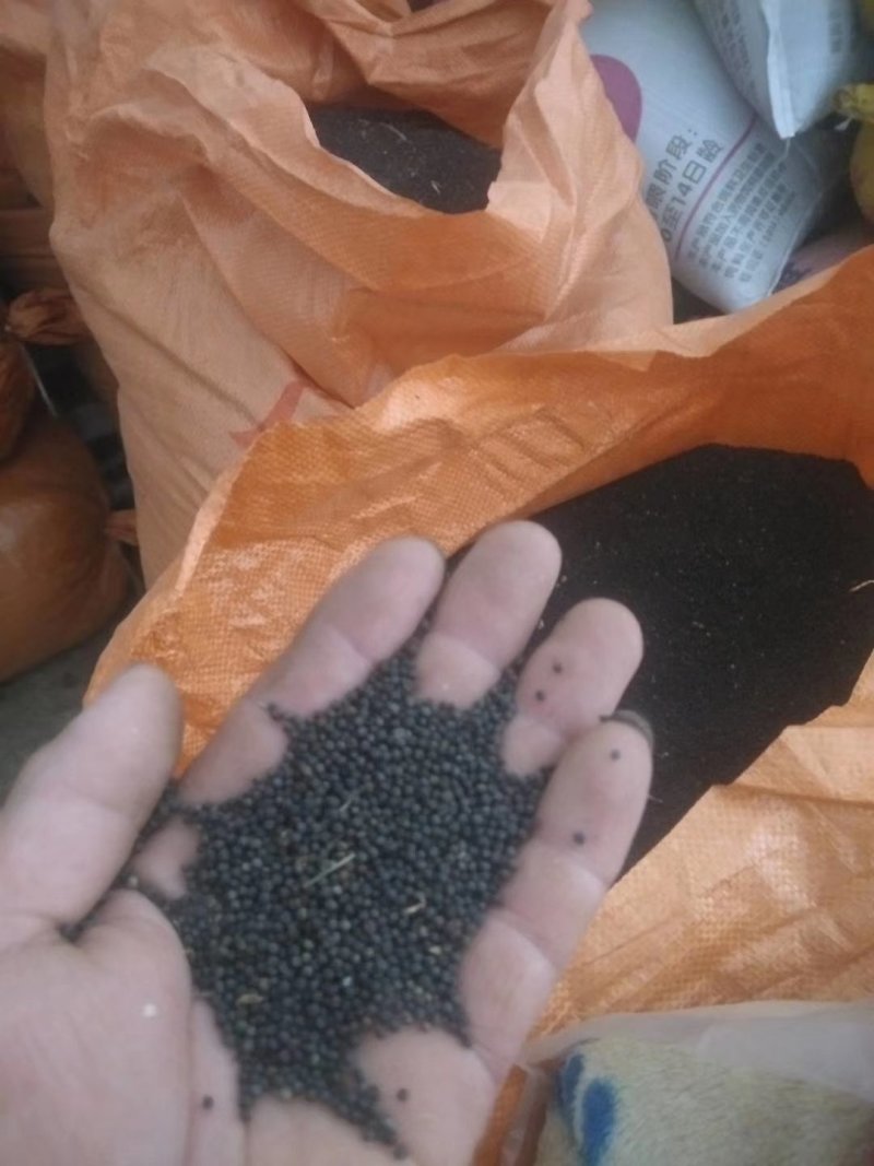 油菜籽广西壮族自治区桂林市全州县油菜籽