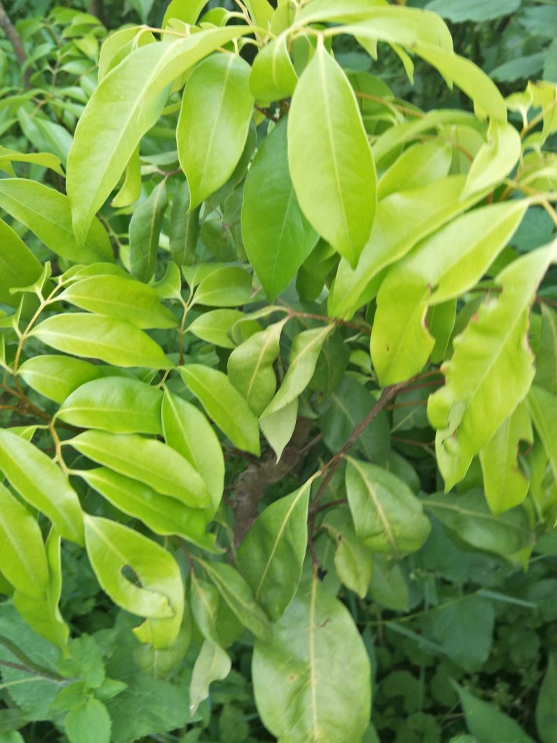 桂味荔枝木苗