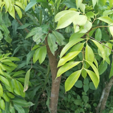桂味荔枝木苗