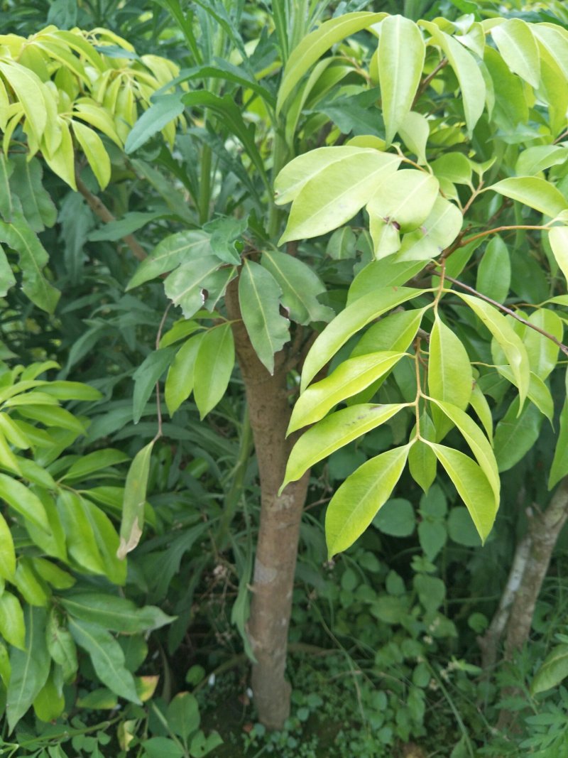 桂味荔枝木苗