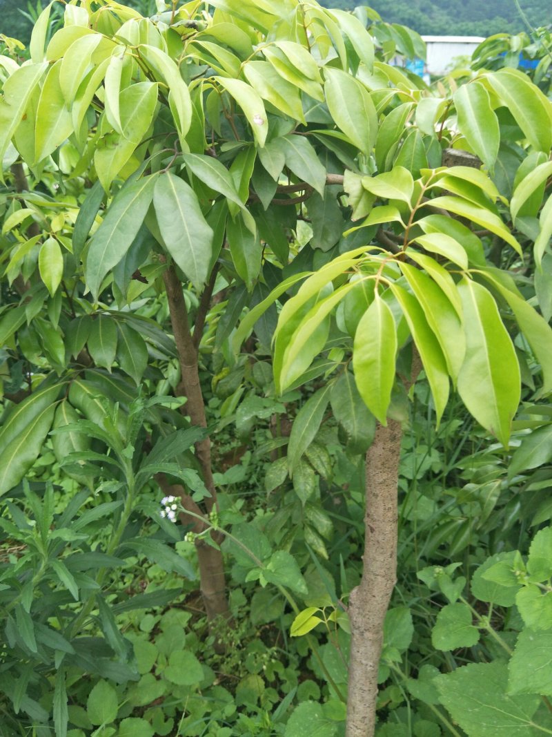 桂味荔枝木苗