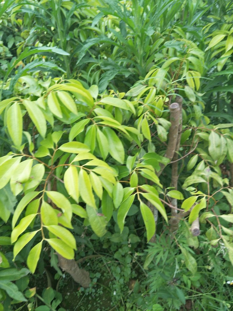 桂味荔枝木苗