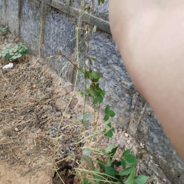 爬山虎小杯苗种植基地，苗圃基地直销，云南爬山虎绿化苗木