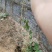 爬山虎小杯苗种植基地，苗圃基地直销，云南爬山虎绿化苗木