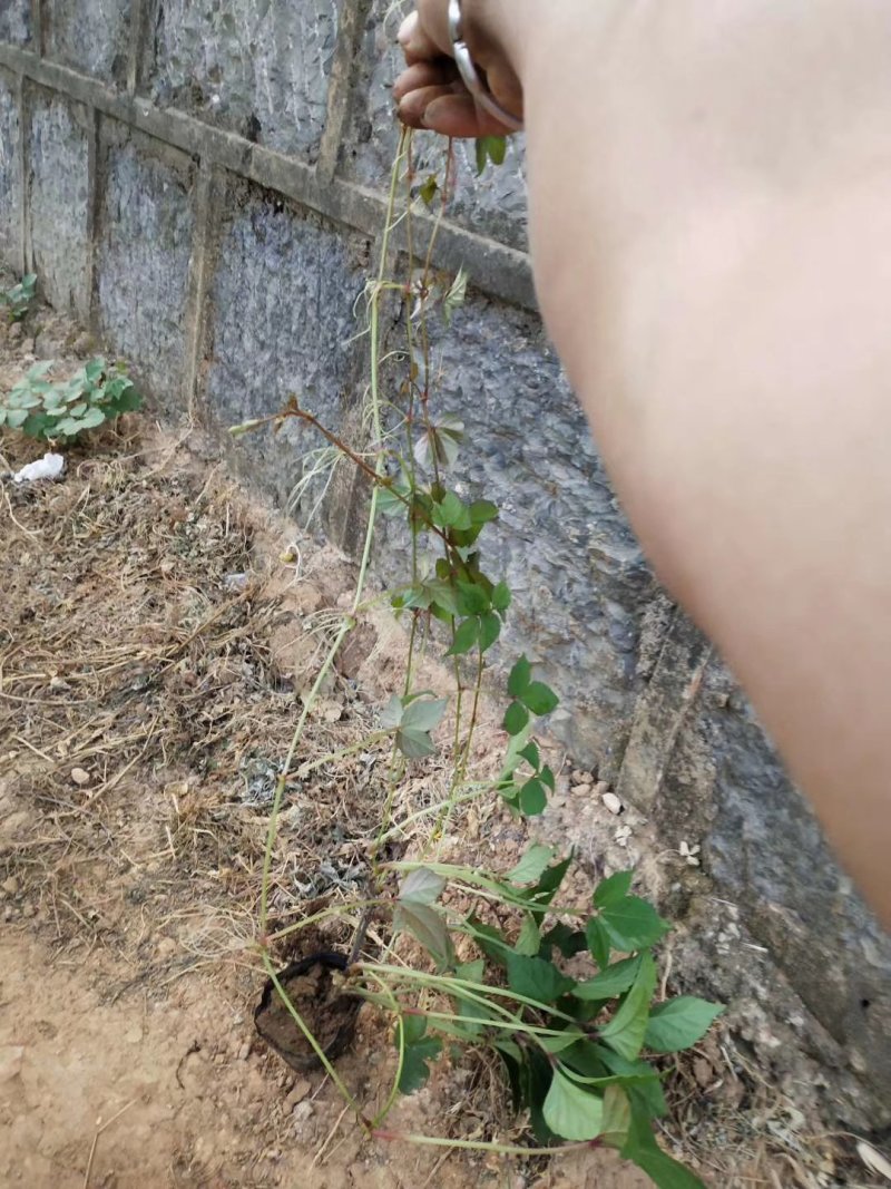 爬山虎小杯苗种植基地，苗圃基地直销，云南爬山虎绿化苗木