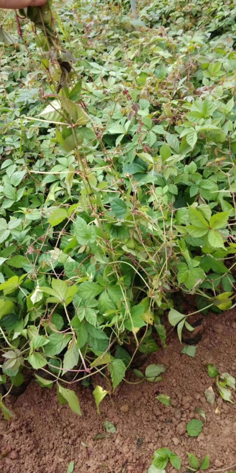 爬山虎小杯苗种植基地，苗圃基地直销，云南爬山虎绿化苗木