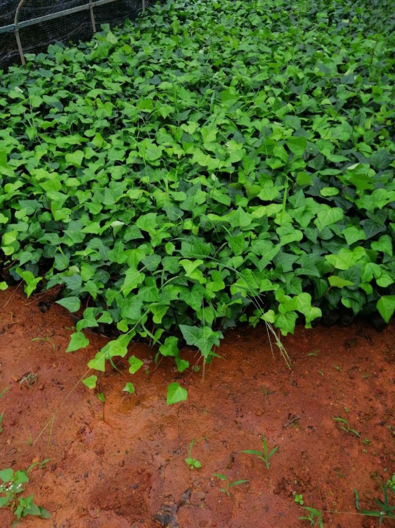 爬山虎小杯苗种植基地，苗圃基地直销，云南爬山虎绿化苗木