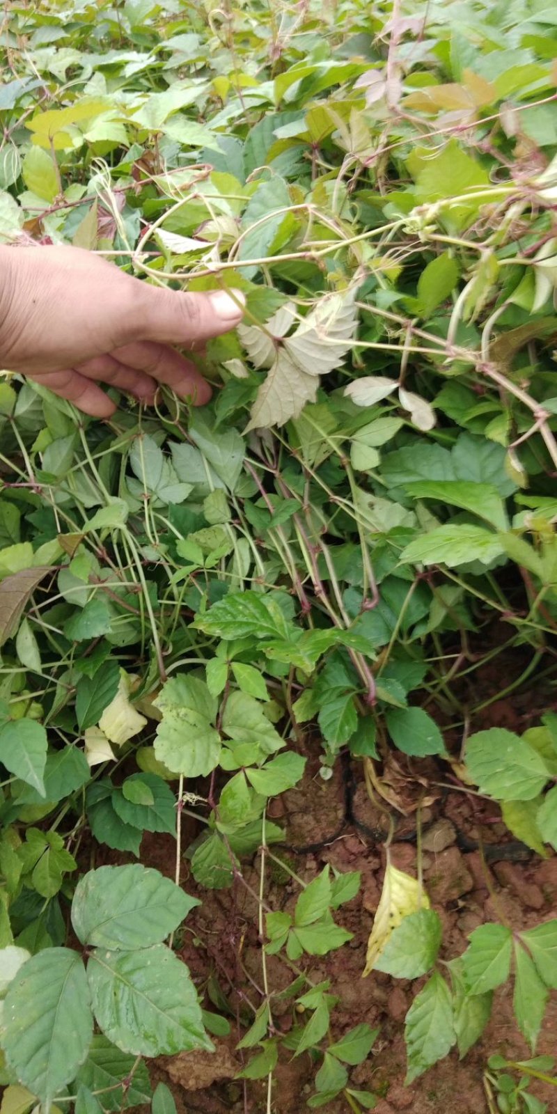 爬山虎小杯苗种植基地，苗圃基地直销，云南爬山虎绿化苗木