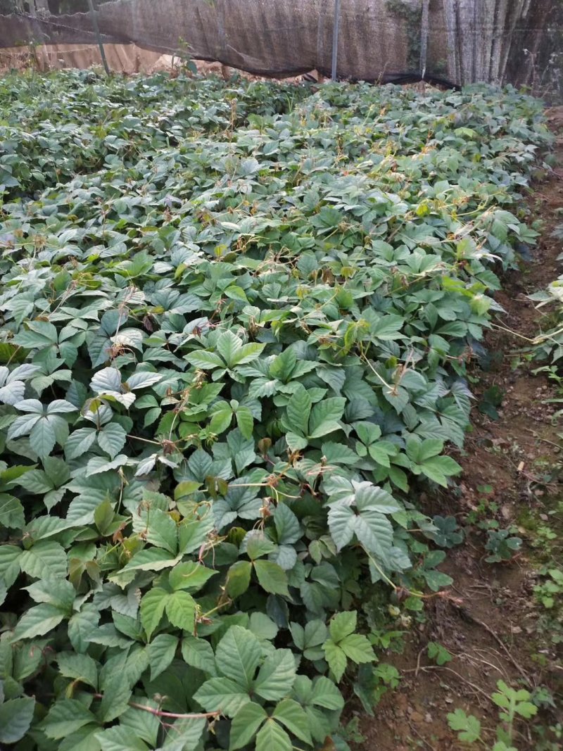 爬山虎小杯苗种植基地，苗圃基地直销，云南爬山虎绿化苗木