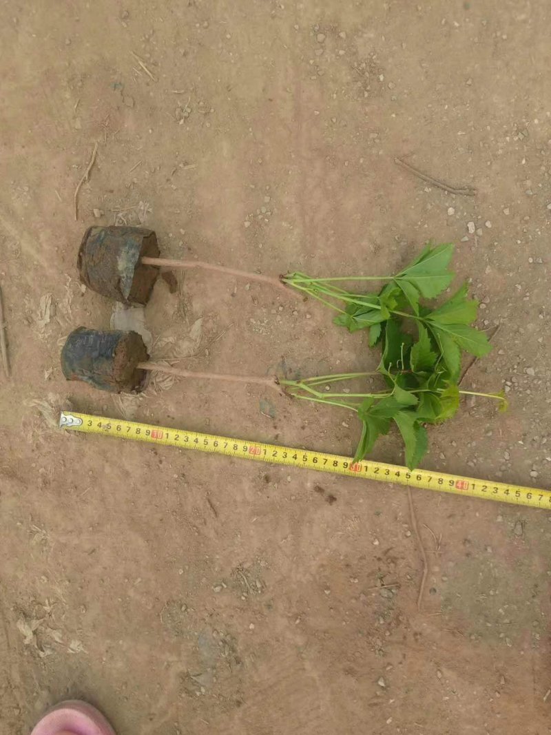 五叶大苗爬藤植物庭院四季三叶建元爬墙虎红叶室内攀援花卉