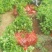 五叶大苗爬藤植物庭院四季三叶建元爬墙虎红叶室内攀援花卉