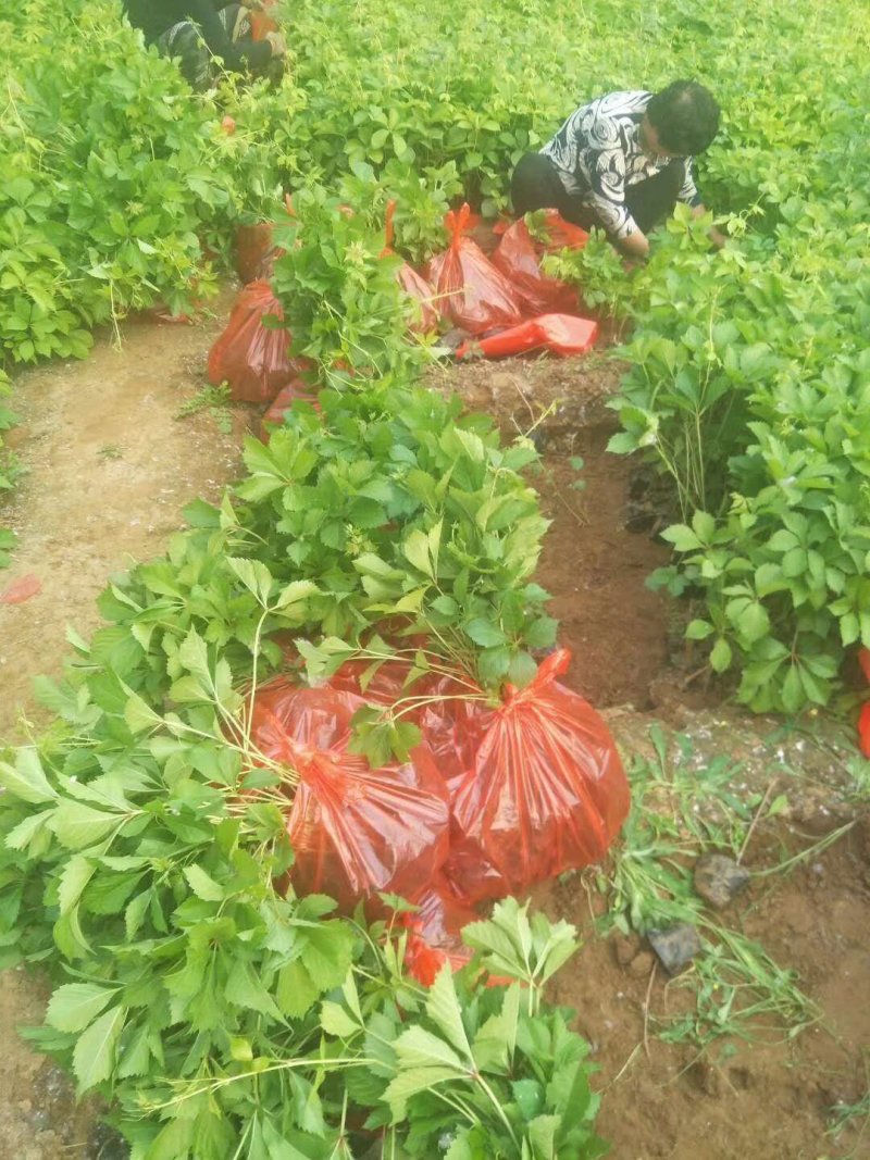五叶大苗爬藤植物庭院四季三叶建元爬墙虎红叶室内攀援花卉