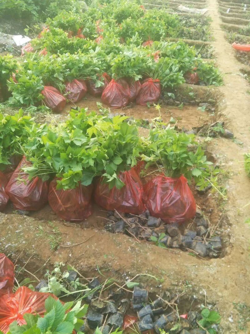 五叶大苗爬藤植物庭院四季三叶建元爬墙虎红叶室内攀援花卉