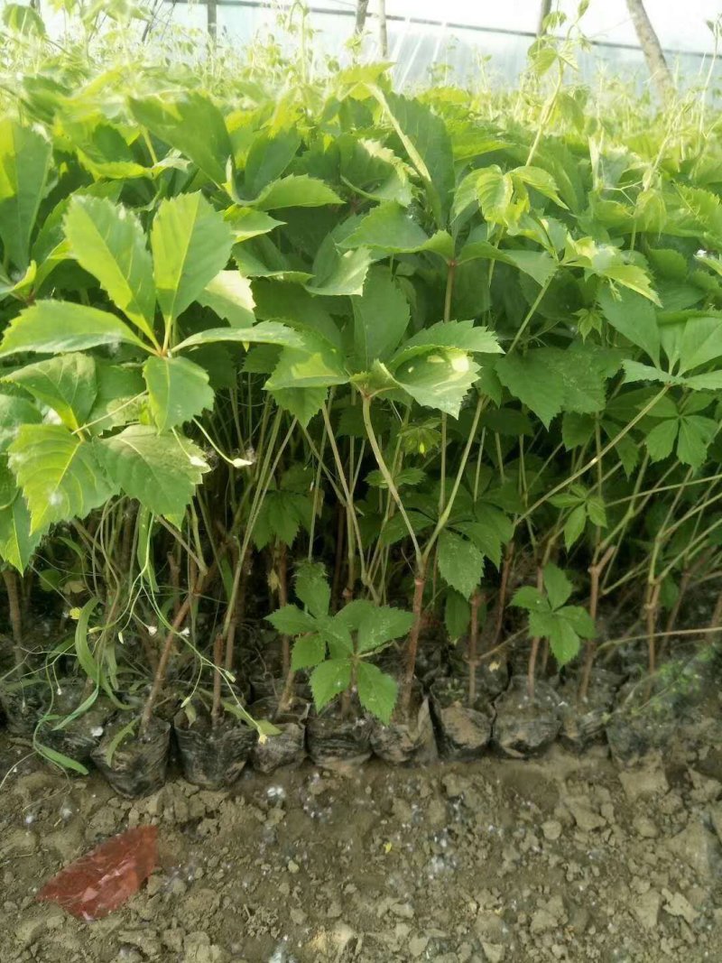 五叶大苗爬藤植物庭院四季三叶建元爬墙虎红叶室内攀援花卉