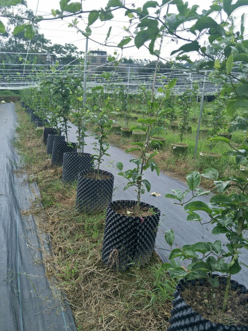 百香果苗台农6号