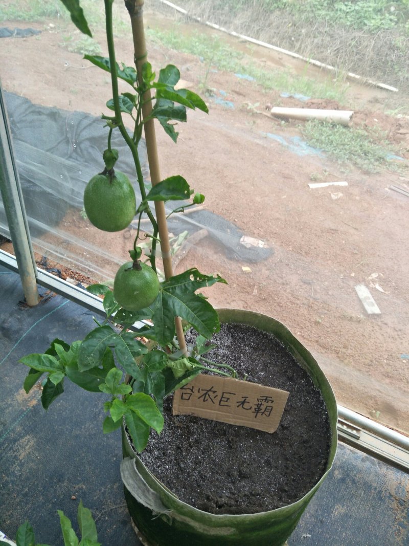 百香果苗台农巨无霸