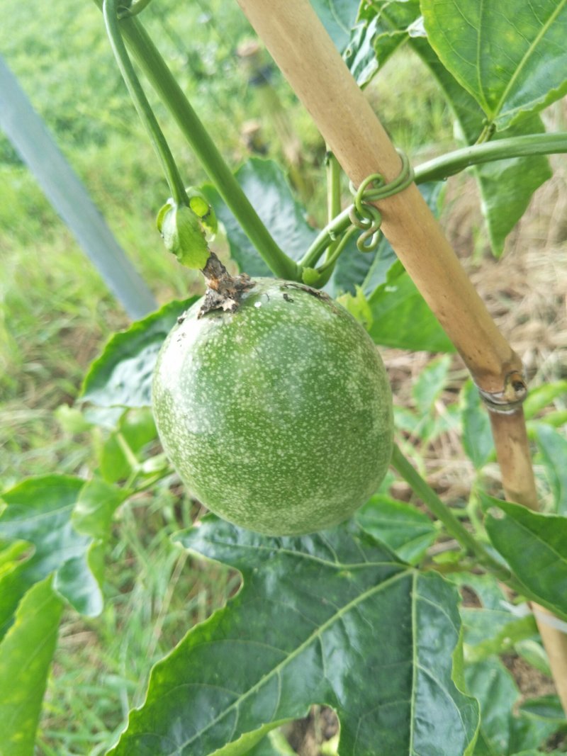 百香果苗台农巨无霸