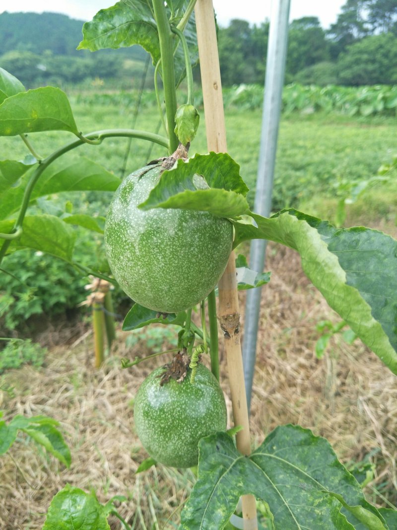 百香果苗台农巨无霸