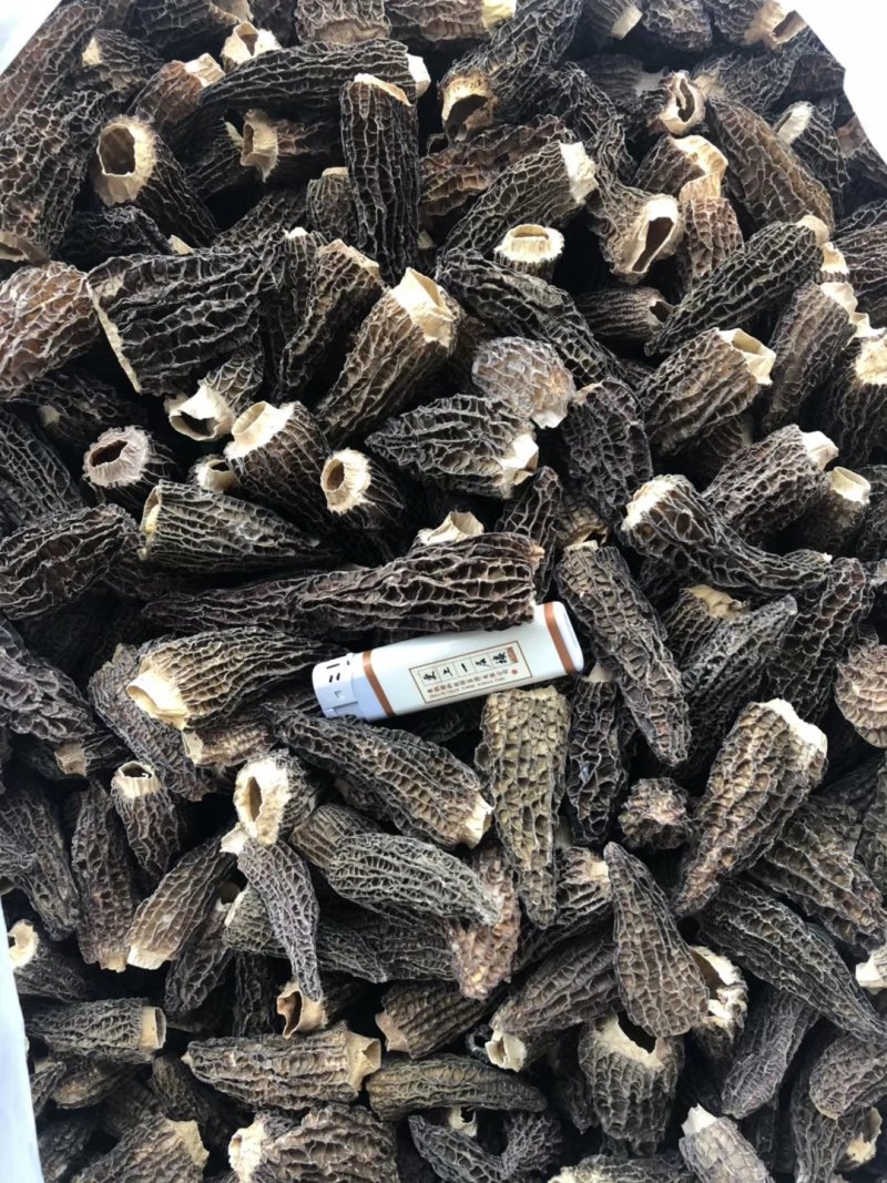 羊肚菌精品货