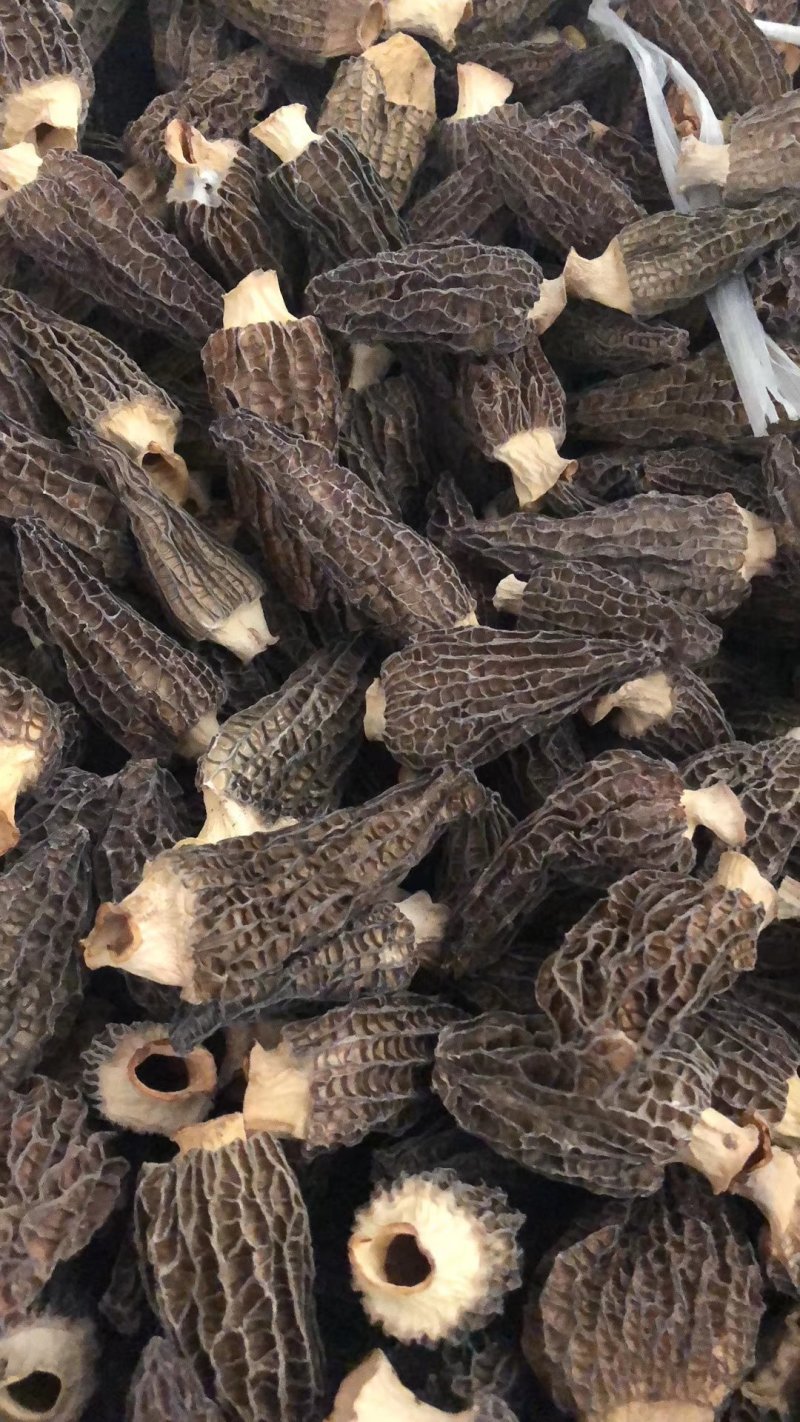羊肚菌精品货
