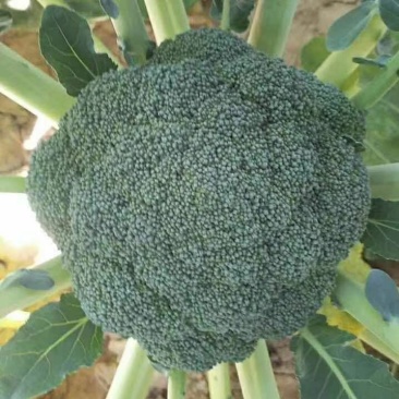 耐寒优秀西兰花大量上市，有需要的客商