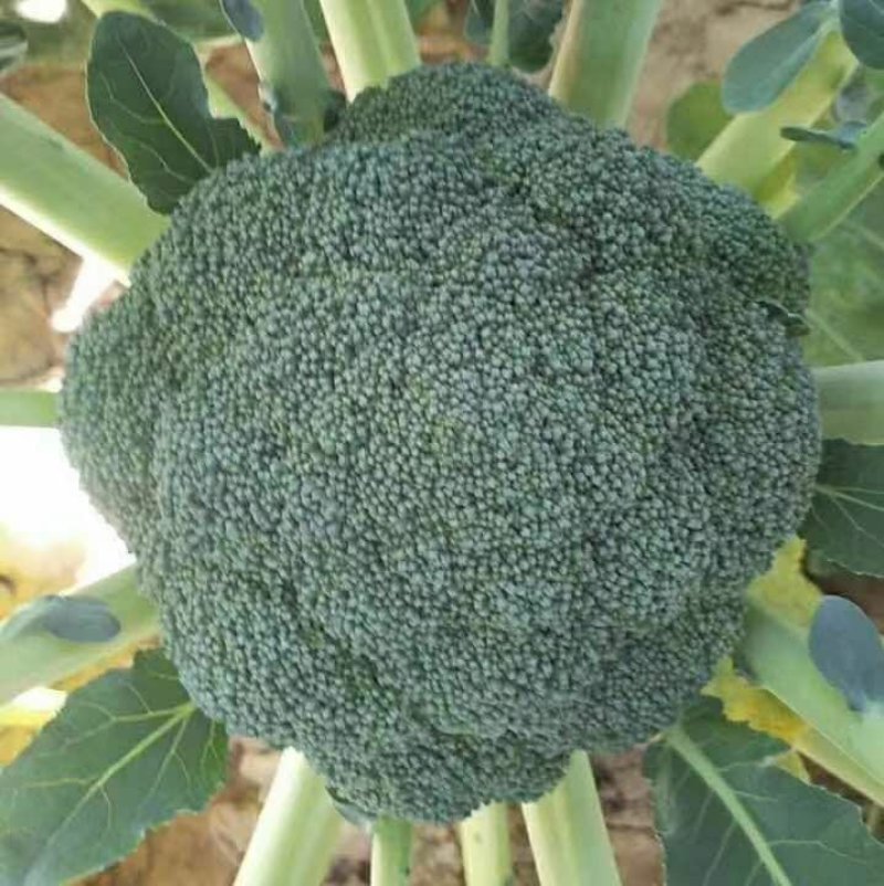 耐寒优秀西兰花大量上市，有需要的客商