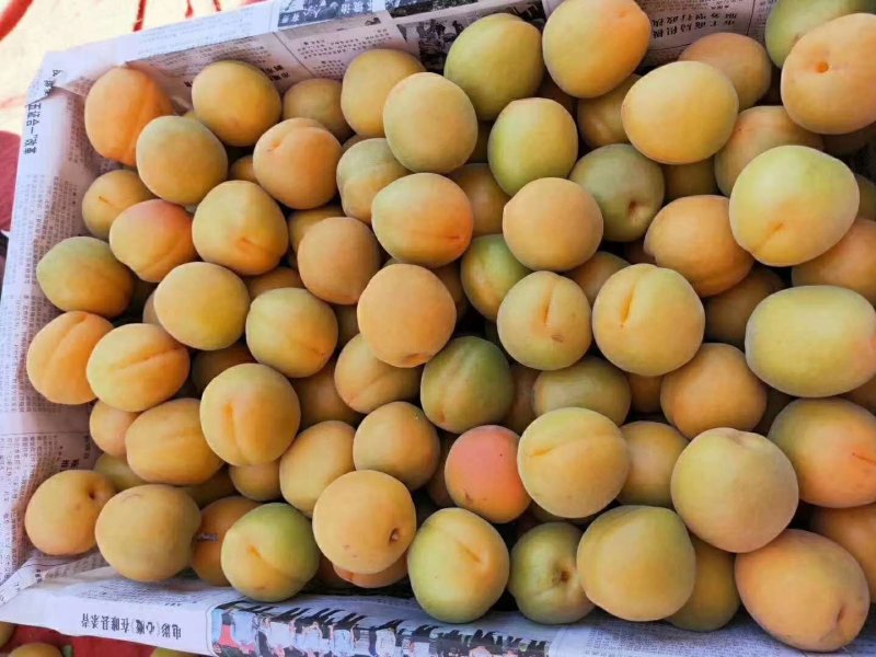 金太阳杏