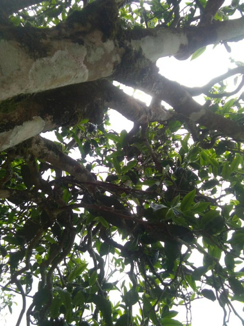 忙肺夏茶