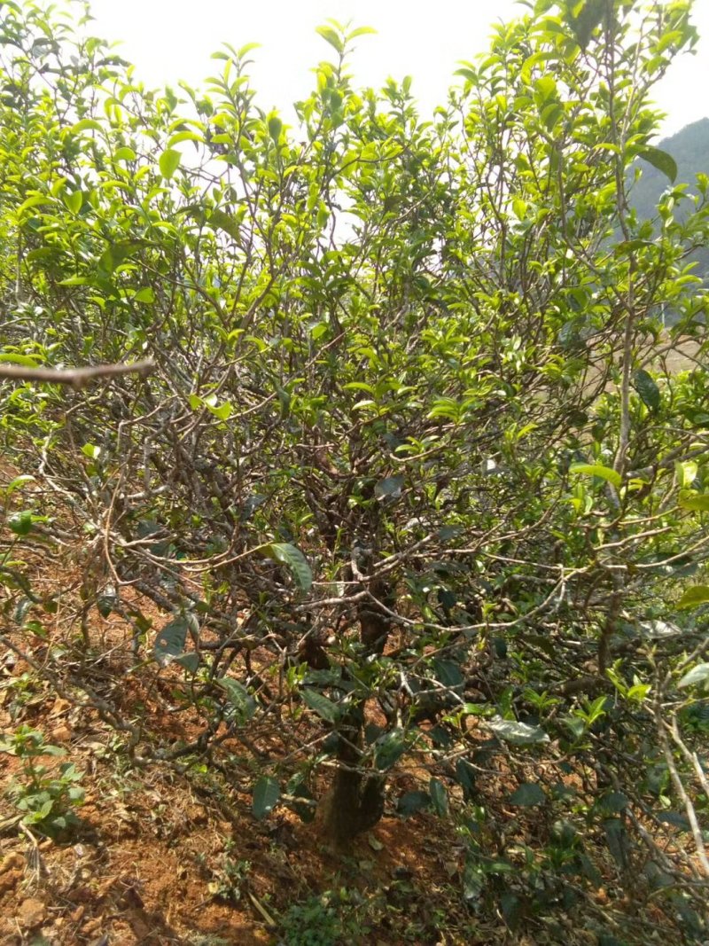 忙肺夏茶