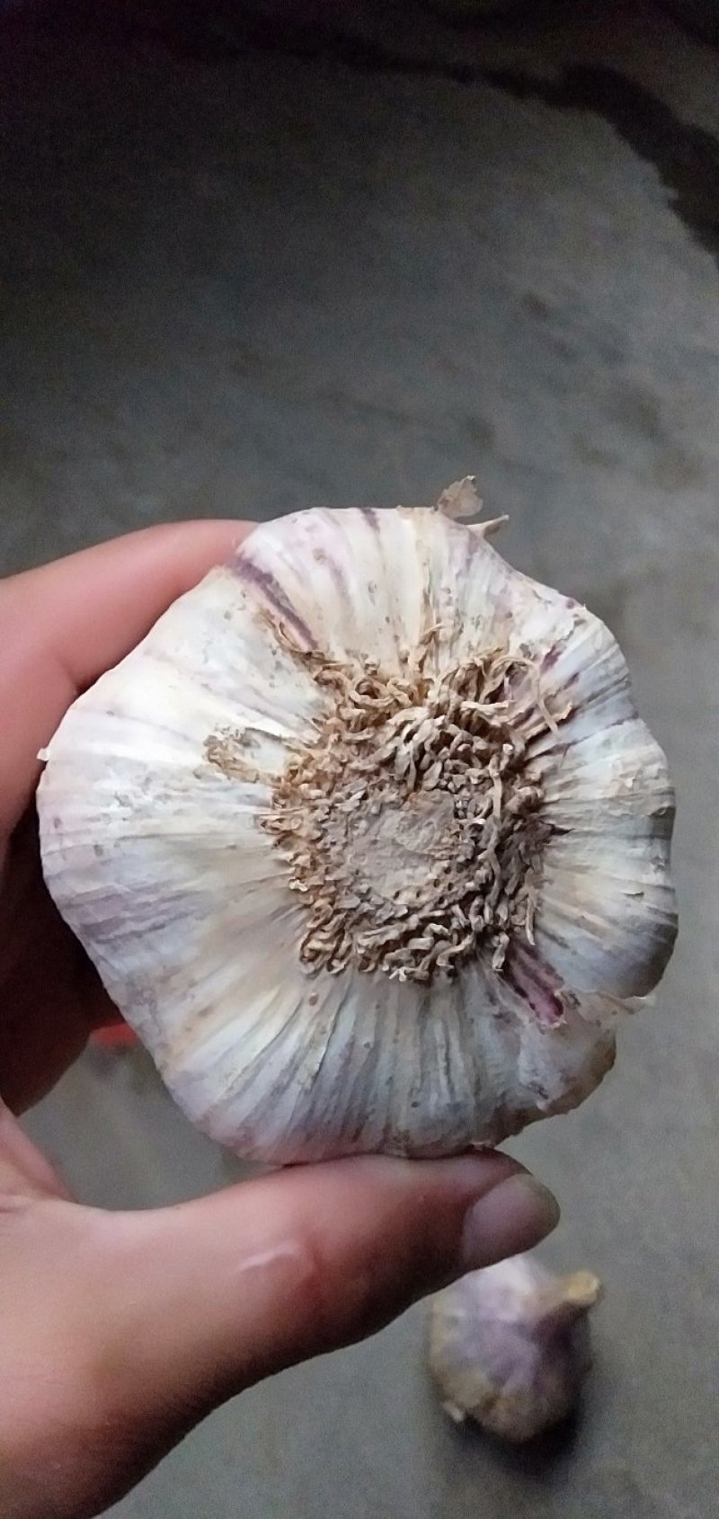大蒜