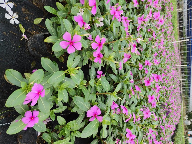 长春花，广东省佛山基地直销