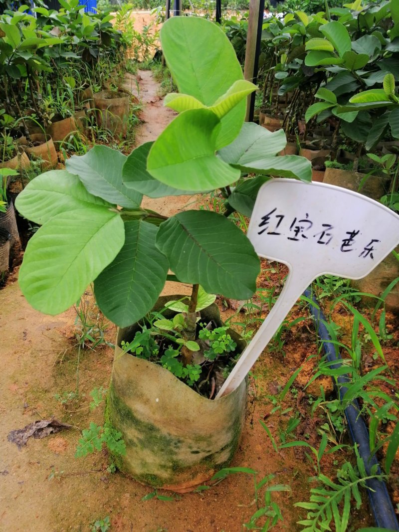 红宝石番石榴树苗西瓜芭乐（带营养杯泥土）