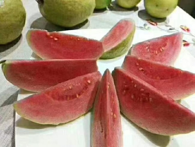红宝石番石榴树苗西瓜芭乐（带营养杯泥土）