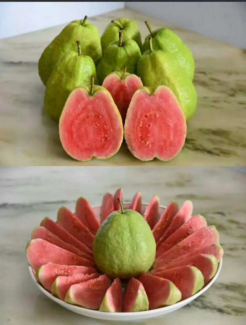 红宝石番石榴树苗西瓜芭乐（带营养杯泥土）