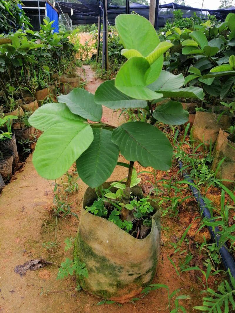 红宝石番石榴树苗西瓜芭乐（带营养杯泥土）