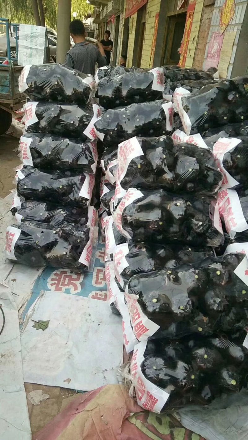 精品紫光圆茄，产地直销，物美价廉，质量保证，