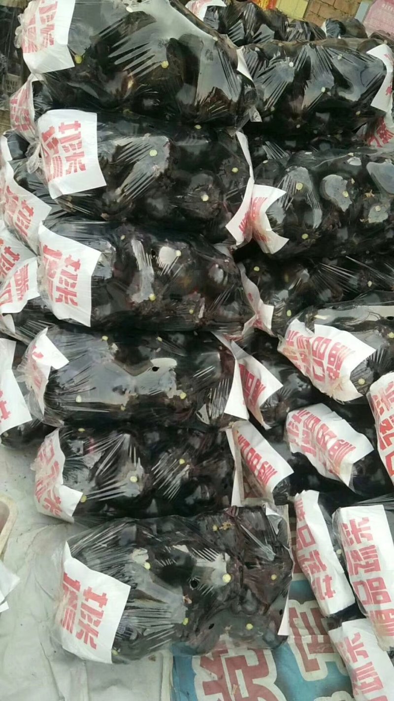 精品紫光圆茄，产地直销，物美价廉，质量保证，