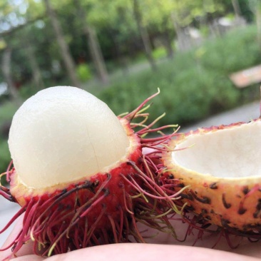 泰国🇹🇭进口红毛丹