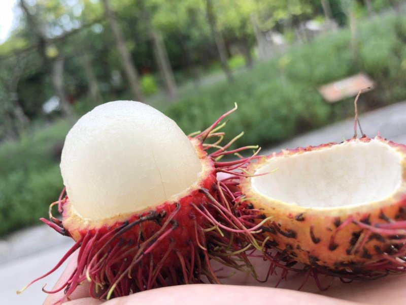 泰国🇹🇭进口红毛丹