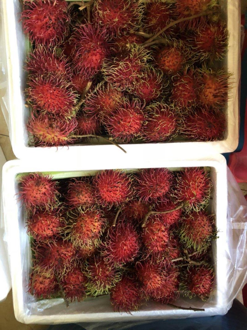 泰国🇹🇭进口红毛丹