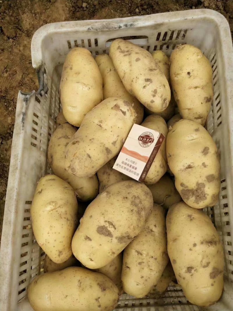 山东土豆产地批发一手货源诚信经营（全国发货)量大从优