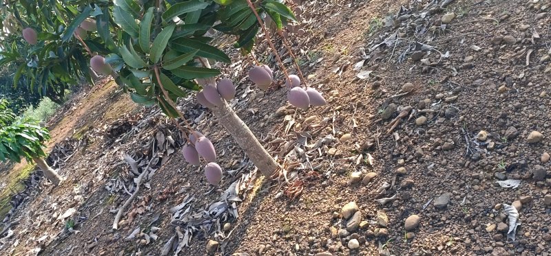 贵妃芒