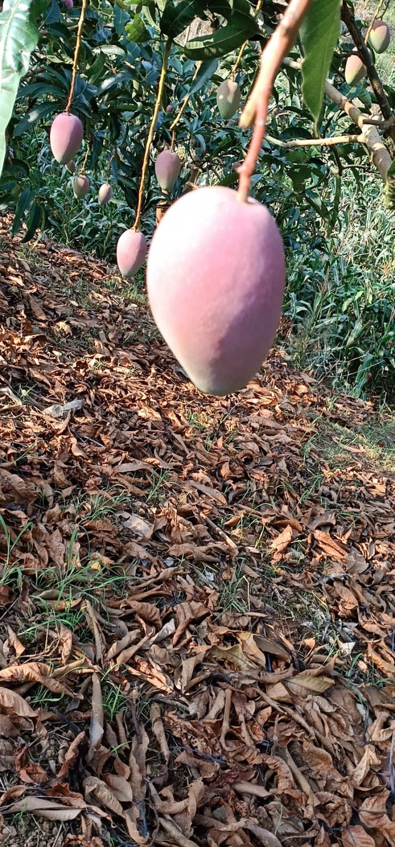 贵妃芒