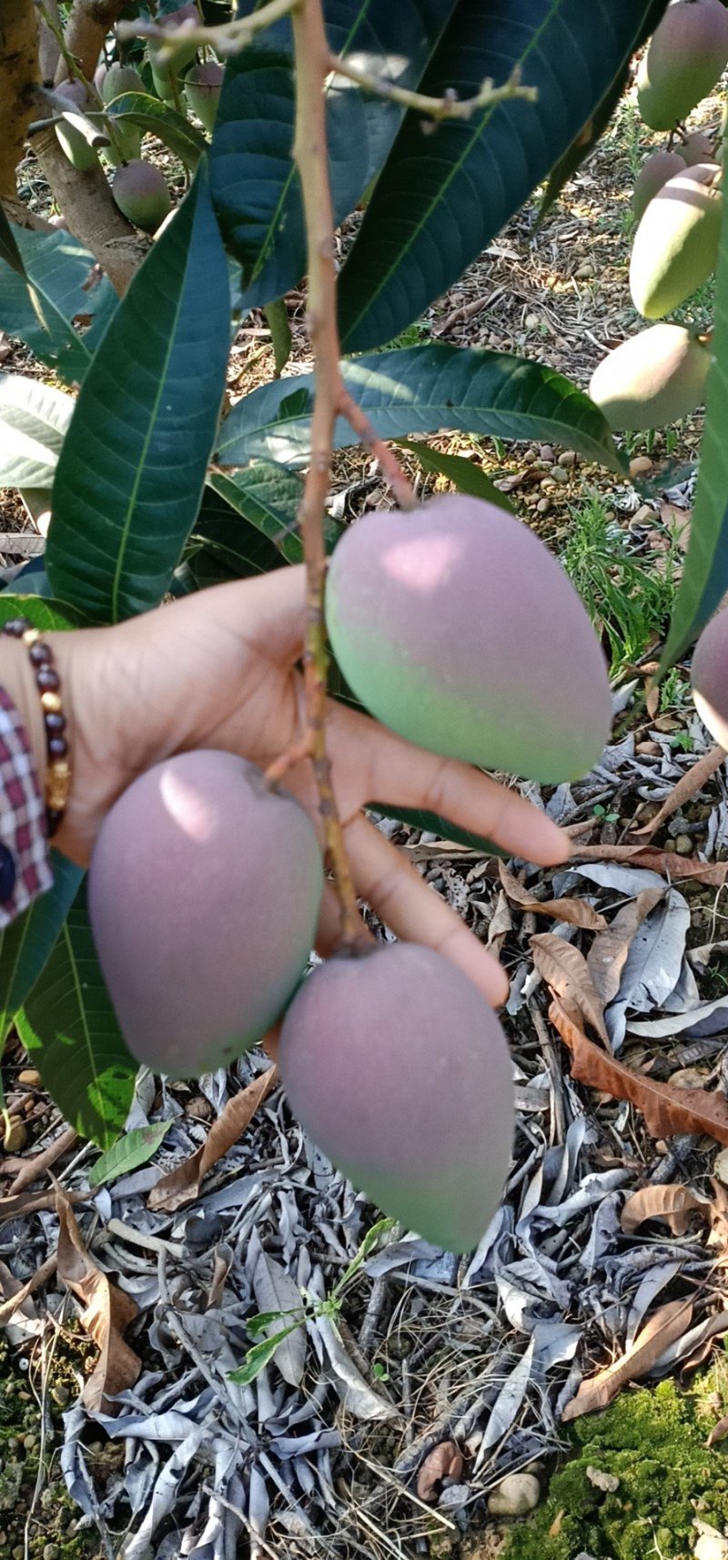 贵妃芒