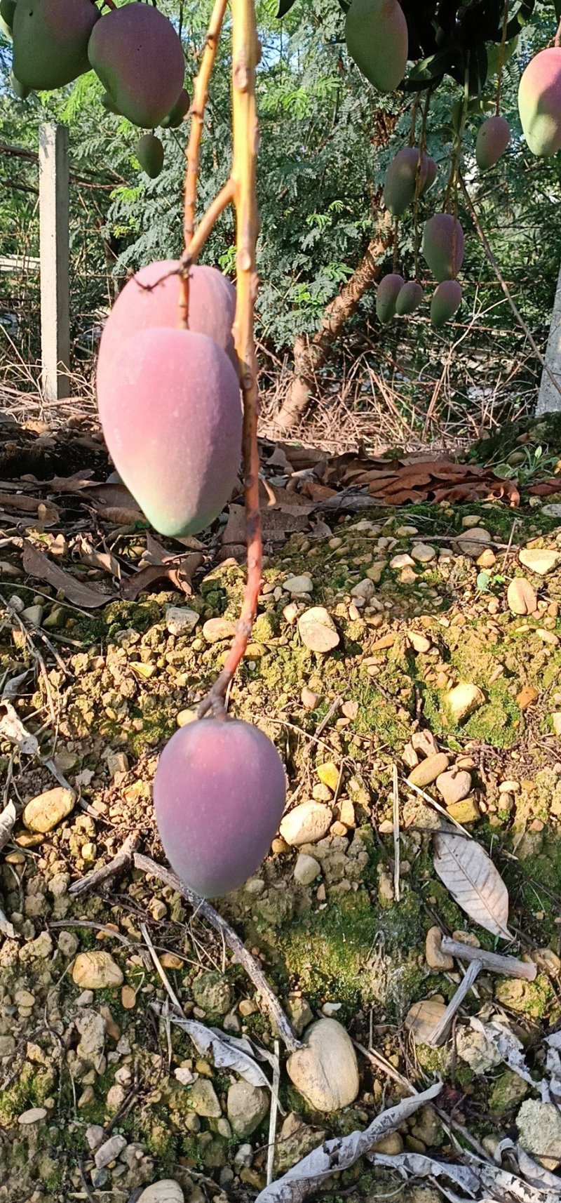 贵妃芒
