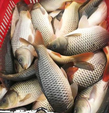 [鲤鱼批发]垂钓回收鲤鱼,俗称回锅鲤鱼,价格4.00元/斤 一亩田