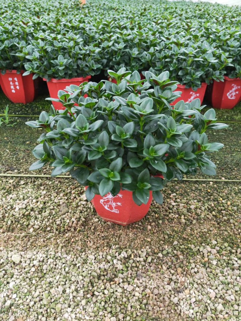 精品八角杯金鱼草带花苞靓货，福建基地自产自销