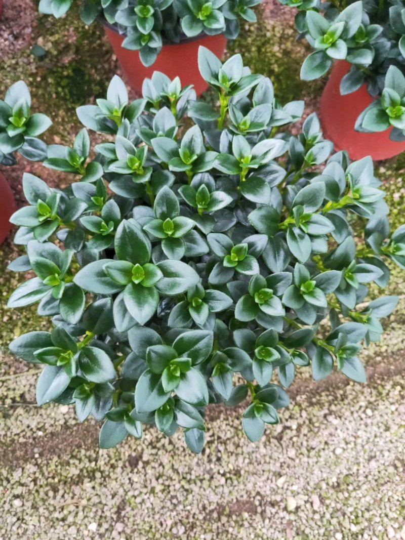 精品八角杯金鱼草带花苞靓货，福建基地自产自销