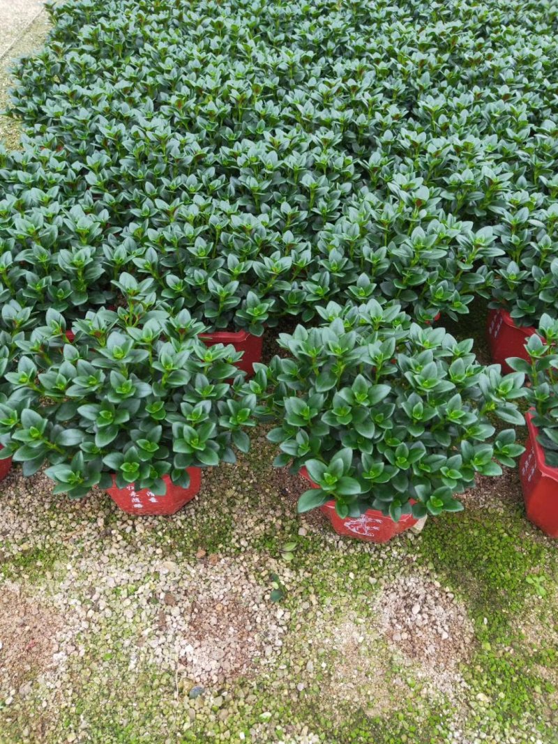 精品八角杯金鱼草带花苞靓货，福建基地自产自销