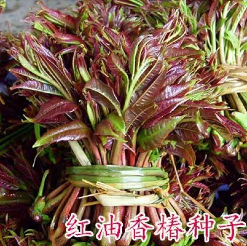 红油香椿芽苗菜种子包邮虫虫菜园香椿种子香椿苗种籽香椿树苗